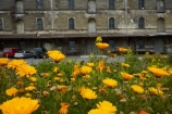 1882-NZ-Loan-and-Mercantile-warehouse;building;buildings;floral;flower;flower-bed;flower-beds;flower-garden;flower-gardens;flowers;garden;gardens;heritage;historic;historic-building;historic-buildings;historical;historical-building;historical-buildings;history;N.Z.;New-Zealand;North-Otago;NZ;NZ-Loan-and-Mercantile-building;NZ-Loan-and-Mercantile-warehouse;NZ-Malt-Whisky-Building;Oamaru;old;Otago;S.I.;SI;South-Island;Sth-Is;Sth-Is.;tradition;traditional;Waitaki;Waitaki-District;Waitaki-Region;yellow