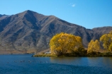 autuminal;autumn;autumn-colour;autumn-colours;autumnal;Benmore-Ra;Benmore-Range;color;colors;colour;colours;deciduous;fall;gold;golden;lake;Lake-Benmore;lakes;leaf;leaves;N.Z.;New-Zealand;North-Otago;NZ;Otago;S.I.;Sailors-Cutting;Sailors-Cutting;season;seasonal;seasons;SI;South-Island;Sth-Is;Sth-Is.;Totara-Peak;Totara-Pk;tree;trees;Waitaki;Waitaki-District;Waitaki-Region;Waitaki-Valley;willow;willow-tree;willow-trees;willows;yellow
