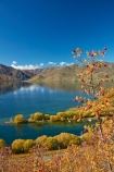autuminal;autumn;autumn-colour;autumn-colours;autumnal;berries;berry;briar;briars;color;colors;colour;colours;deciduous;fall;gold;golden;lake;Lake-Benmore;lakes;leaf;leaves;N.Z.;New-Zealand;North-Otago;NZ;Otago;red-berries;red-berry;rose_hip;rosehip;S.I.;Sailors-Cutting;Sailors-Cutting;season;seasonal;seasons;SI;South-Island;Sth-Is;Sth-Is.;tree;trees;Waitaki;Waitaki-District;Waitaki-Region;Waitaki-Valley;willow;willow-tree;willow-trees;willows;yellow