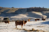 agricultural;agriculture;animal;animals;brown-cow;Brown-Cows;cattle;clear;cold;Coldness;country;countryside;cow;cows;dairy;dairy-cow;dairy-cows;dairy-farm;dairy-farms;extreme-weather;farm;farming;farmland;farms;field;fields;freeze;freezing;frost;Frosted;frosty;fur;grass;grassy;Herbivore;Herbivores;Herbivorous;ice;ice-crystals;icy;Livestock;mammal;mammals;meadow;meadows;N.Z.;new-zealand;North-Otago;NZ;paddock;paddocks;Palmerston;pasture;pastures;rural;S.I.;Scenics;Season;Seasons;SI;south-island;stock;weather;White;winter;Wintertime;wintery;wintry