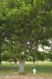 cross;crosses;memorial-cross;Memorial-Oak-Tree;N.Z.;New-Zealand;North-Otago;NZ;OakTrees;Otago;Private-W-Hislop;S.I.;SI;Soldiers-Memorial;Soldiers-Memorial;South-Is.;South-Island;State-Highway-83;Waitaki-District;Waitaki-Region;Waitaki-Valley;World-War-1;World-War-One;WWI-Soldiiers-Cross