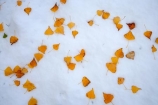 autuminal;autumn;autumn-colour;autumn-colours;autumnal;cold;color;colors;colour;colours;deciduous;fall;freeze;freezing;leaf;leaves;N.Z.;New-Zealand;North-Otago;NZ;Otago;Otamatata;poplar;poplar-tree;poplar-trees;poplars;S.I.;season;seasonal;seasons;SI;snow;snowy;South-Island;Waitaki-District;Waitaki-Valley;white;winter;wintery