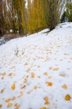 autuminal;autumn;autumn-colour;autumn-colours;autumnal;cold;color;colors;colour;colours;deciduous;fall;freeze;freezing;leaf;leaves;N.Z.;New-Zealand;North-Otago;NZ;Otago;Otamatata;poplar;poplar-tree;poplar-trees;poplars;S.I.;season;seasonal;seasons;SI;snow;snowy;South-Island;tree;trees;Waitaki-District;Waitaki-Valley;white;winter;wintery