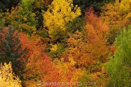 Arrowtown;Arrowtown-Hill;autuminal;autumn;autumn-colour;autumn-colours;autumnal;Central-Otago;color;colors;colour;colours;conifer;conifers;deciduous;fall;gold;golden;larch;leaf;leaves;mountain-ash;N.Z.;near-Queenstown;New-Zealand;NZ;orange;orange-mountain-ash;Otago;Queenstown;rowan;rowan-tree;rowan-trees;S.I.;season;seasonal;seasons;SI;sorbus;Sorbus-aucaparia;South-Is;South-Is.;South-Island;Southern-Lakes;Southern-Lakes-District;Southern-Lakes-Region;Sth-Is;Tobins-Track;Tobins-Track;tree;trees;yellow