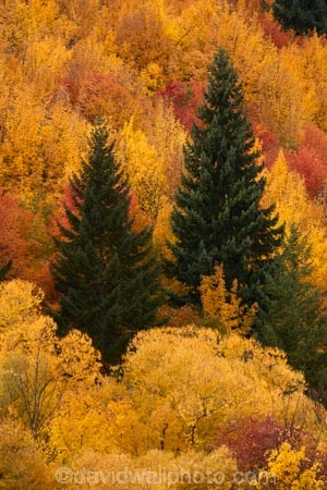 Arrowtown;Arrowtown-Hill;autuminal;autumn;autumn-colour;autumn-colours;autumnal;central-otago;color;colors;colour;colours;conifer;conifers;deciduous;fall;gold;golden;larch;leaf;leaves;mountain-ash;N.Z.;near-Queenstown;New-Zealand;NZ;orange;orange-mountain-ash;Otago;pine;pine-tree;pine-trees;pines;Queenstown;rowan;rowan-tree;rowan-trees;S.I.;season;seasonal;seasons;SI;sorbus;Sorbus-aucaparia;South-Is;South-Is.;South-Island;Southern-Lakes;Southern-Lakes-District;Southern-Lakes-Region;Sth-Is;Tobins-Track;Tobins-Track;tree;trees;yellow