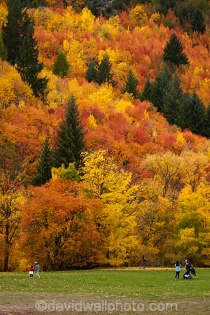 Arrowtown;Arrowtown-Hill;Asian-tourists;autuminal;autumn;autumn-colour;autumn-colours;autumn-leaves;autumnal;central-otago;Chinese-tourists;color;colors;colour;colours;conifer;conifers;deciduous;fall;gold;golden;larch;leaf;leaves;mountain-ash;N.Z.;near-Queenstown;New-Zealand;NZ;orange;orange-mountain-ash;Otago;park;parks;pine;pine-tree;pine-trees;pines;Queenstown;reserve;rowan;rowan-tree;rowan-trees;S.I.;season;seasonal;seasons;SI;sorbus;Sorbus-aucaparia;South-Is;South-Is.;South-Island;Southern-Lakes;Southern-Lakes-District;Southern-Lakes-Region;Sth-Is;Tobins-Track;Tobins-Track;tourism;tourist;tourists;tree;trees;Wilcox-Green;yellow