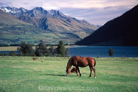 mountain;mountains;lake;lakes;horse;horses;mammal;mammals;animal;animals;farmland;grass;grazing;graze;equine