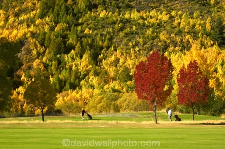 Arrowtown;autuminal;autumn;autumnal;bunker;bunkers;central-otago;color;colors;colour;colours;conifer;conifers;deciduous;fairway;fairways;fall;gold;golden;golf-course;golf-courses;golf-link;golf-links;green;greens;larch;leaf;leaves;mountain-ash;New-Zealand;orange;orange-mountain-ash;Queenstown;rowan;sorbus;south-island;tree;trees;yellow