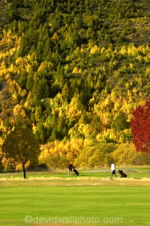 Arrowtown;autuminal;autumn;autumnal;bunker;bunkers;central-otago;color;colors;colour;colours;conifer;conifers;deciduous;fairway;fairways;fall;gold;golden;golf-course;golf-courses;golf-link;golf-links;green;greens;larch;leaf;leaves;mountain-ash;New-Zealand;orange;orange-mountain-ash;Queenstown;rowan;sorbus;south-island;tree;trees;yellow