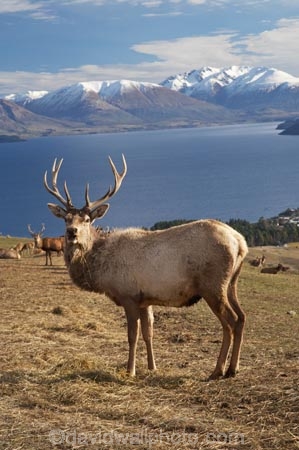agriculatural;agricultural;agriculture;Animal;Animals;Antler;Antlers;Cervus-elaphus;country;countryside;Deer;Deer-Park-Heights;Deers;farm;farming;farmland;farms;field;fields;Kelvin-Heights;Lake-Wakatipu;Male;Males;Mammal;Mammals;meadow;meadows;N.Z.;Nature;New-Zealand;NZ;Otago;Outdoor;Outdoors;Outside;paddock;paddocks;pasture;pastures;point;points;Queenstown;red-deer;Region;rural;S.I.;SI;South-Is;South-Is.;South-Island;Southern-Lakes;Southern-Lakes-District;Southern-Lakes-Region;specimen;specimens;The-Deer-Park;trophies;trophy;velvet;Wild;Wildlife;Zoology