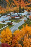 Arrowtown;Arrowtown-Hill;autuminal;autumn;autumn-colour;autumn-colours;autumnal;central-otago;color;colors;colour;colours;conifer;conifers;deciduous;fall;gold;golden;larch;leaf;leaves;mountain-ash;N.Z.;near-Queenstown;New-Zealand;NZ;orange;orange-mountain-ash;Otago;pine;pine-tree;pine-trees;pines;Queenstown;rowan;rowan-tree;rowan-trees;S.I.;season;seasonal;seasons;SI;sorbus;Sorbus-aucaparia;South-Is;South-Is.;South-Island;Southern-Lakes;Southern-Lakes-District;Southern-Lakes-Region;Sth-Is;tree;trees;yellow
