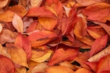 Arrowtown;autuminal;autumn;autumn-colour;autumn-colours;autumnal;color;colors;colour;colours;deciduous;fall;gold;golden;leaf;leaves;N.Z.;New-Zealand;NZ;orange;Otago;Queenstown;red;season;seasonal;seasons;South-Is;South-Island;Sth-Is;tree;trees;yellow