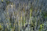 aerial;Aerial-drone;Aerial-drones;aerial-image;aerial-images;aerial-photo;aerial-photograph;aerial-photographs;aerial-photography;aerial-photos;aerial-view;aerial-views;aerials;dead;dead-trees;Department-of-Conservation;DOC;Drone;Drones;exotic-trees;N.Z.;New-Zealand;NZ;Otago;pest;Quadcopter-aerial;Quadcopters-aerials;SI;South-Island;sprayed;sprayed-trees;Sth-Is;U.A.V.-aerial;UAV-aerials