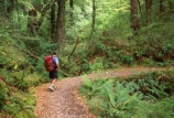 Tramper;tramp;trampers;tramping;walk;walker;walkers;walking;hike;hiking;hiker;hikers;trek;treks;trekking;treker;trekers;trekker;trekkers;Routeburn-Track;routeburn;great-walk;Routeburn-Gorge;Mt-Aspiring-National-Park;south-island;new-zealand;backpack;forest;forests;bush;rainforest;rainforests;native;vegetation;green;lush;verdant;moss;fern;ferns;mosses;tree;trees;natural;clean-green;clean