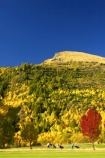 Arrowtown;autuminal;autumn;autumnal;bunker;bunkers;central-otago;color;colors;colour;colours;conifer;conifers;deciduous;fairway;fairways;fall;gold;golden;golf-course;golf-courses;golf-link;golf-links;green;greens;larch;leaf;leaves;mountain-ash;New-Zealand;orange;orange-mountain-ash;Queenstown;rowan;sorbus;south-island;tree;trees;yellow