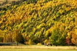 Arrowtown;autuminal;autumn;autumnal;bunker;bunkers;central-otago;color;colors;colour;colours;conifer;conifers;deciduous;fairway;fairways;fall;gold;golden;golf-course;golf-courses;golf-link;golf-links;green;greens;larch;leaf;leaves;mountain-ash;New-Zealand;orange;orange-mountain-ash;Queenstown;rowan;sorbus;south-island;tree;trees;yellow