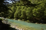 beautiful;beauty;Beech-Forest;bush;Caples-River;Caples-Valley;clean-water;clear-water;endemic;forest;forests;green;Greenstone-Track;Greenstone-Valley;N.Z.;native;native-bush;natives;natural;nature;New-Zealand;Nothofagus;NZ;Otago;pathways;pure-water;rain-forest;rain-forests;rain_forest;rain_forests;rainforest;rainforests;river;rivers;S.I.;scene;scenic;SI;South-Is.;South-Island;southern-beeches;subtropical-rainforest;subtropical-rainforests;Te-Ara-Roa;Te-Araroa;Te-Araroa-Pathway;Te-Araroa-Walkway;The-Long-Pathway;The-Long-Walkway;timber;tramping-track;tramping-tracks;tramping-trail;tramping-trails;tree;trees;trekking-track;trekking-tracks;trekking-trail;trekking-trails;walking-track;walking-tracks;walking-trail;walking-trails;walkway;walkways;wood;woods