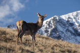 agriculatural;agricultural;agriculture;alp;alpine;alps;altitude;Animal;Animals;Cervus-elaphus;country;countryside;Deer;Deer-Park-Heights;Deers;farm;farming;farmland;farms;female;females;field;fields;high-altitude;Kelvin-Heights;Lake-Wakatipu;Mammal;Mammals;meadow;meadows;mount;mountain;mountain-peak;mountainous;mountains;mountainside;mt;mt.;N.Z.;Nature;New-Zealand;NZ;Otago;Outdoor;Outdoors;Outside;paddock;paddocks;pasture;pastures;peak;peaks;Queenstown;range;ranges;red-deer;Region;rural;S.I.;SI;snow;snow-capped;snow_capped;snowcapped;snowy;South-Is;South-Is.;South-Island;Southern-Lakes;Southern-Lakes-District;Southern-Lakes-Region;summit;summits;The-Deer-Park;The-Remarkables;Wild;Wildlife;Zoology