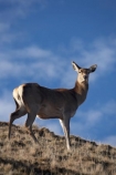 agriculatural;agricultural;agriculture;Animal;Animals;Cervus-elaphus;country;countryside;Deer;Deer-Park-Heights;Deers;farm;farming;farmland;farms;female;females;field;fields;Kelvin-Heights;Lake-Wakatipu;Mammal;Mammals;meadow;meadows;N.Z.;Nature;New-Zealand;NZ;Otago;Outdoor;Outdoors;Outside;paddock;paddocks;pasture;pastures;Queenstown;red-deer;Region;rural;S.I.;SI;South-Is;South-Is.;South-Island;Southern-Lakes;Southern-Lakes-District;Southern-Lakes-Region;The-Deer-Park;Wild;Wildlife;Zoology