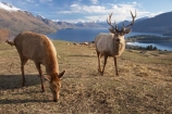 agriculatural;agricultural;agriculture;Animal;Animals;Antler;Antlers;Cervus-elaphus;country;countryside;Deer;Deer-Park-Heights;Deers;farm;farming;farmland;farms;field;fields;Kelvin-Heights;Lake-Wakatipu;Male;Males;Mammal;Mammals;meadow;meadows;N.Z.;Nature;New-Zealand;NZ;Otago;Outdoor;Outdoors;Outside;paddock;paddocks;pasture;pastures;point;points;Queenstown;red-deer;Region;rural;S.I.;SI;South-Is;South-Is.;South-Island;Southern-Lakes;Southern-Lakes-District;Southern-Lakes-Region;specimen;specimens;The-Deer-Park;trophies;trophy;velvet;Wild;Wildlife;Zoology