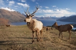 agriculatural;agricultural;agriculture;Animal;Animals;Antler;Antlers;Cervus-elaphus;country;countryside;Deer;Deer-Park-Heights;Deers;farm;farming;farmland;farms;field;fields;Kelvin-Heights;Lake-Wakatipu;Male;Males;Mammal;Mammals;meadow;meadows;N.Z.;Nature;New-Zealand;NZ;Otago;Outdoor;Outdoors;Outside;paddock;paddocks;pasture;pastures;point;points;Queenstown;red-deer;Region;rural;S.I.;SI;South-Is;South-Is.;South-Island;Southern-Lakes;Southern-Lakes-District;Southern-Lakes-Region;specimen;specimens;The-Deer-Park;trophies;trophy;velvet;Wild;Wildlife;Zoology