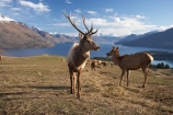 agriculatural;agricultural;agriculture;Animal;Animals;Antler;Antlers;Cervus-elaphus;country;countryside;Deer;Deer-Park-Heights;Deers;farm;farming;farmland;farms;field;fields;Kelvin-Heights;Lake-Wakatipu;Male;Males;Mammal;Mammals;meadow;meadows;N.Z.;Nature;New-Zealand;NZ;Otago;Outdoor;Outdoors;Outside;paddock;paddocks;pasture;pastures;point;points;Queenstown;red-deer;Region;rural;S.I.;SI;South-Is;South-Is.;South-Island;Southern-Lakes;Southern-Lakes-District;Southern-Lakes-Region;specimen;specimens;The-Deer-Park;trophies;trophy;velvet;Wild;Wildlife;Zoology