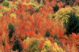 autumn;color;colors;colour;colours;fall;green;leaf;leaves;orange;tree;yellow