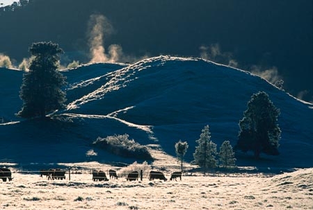 agriculture;beef;cold;cow;cows;dairy;farm;farmer;farming;farms;fence;fenceline;field;fields;freeze;freezing;frost;frosty;grass;ice;meadow;meadows;milk;paddock;paddocks;pasture;pastures;rural;winter