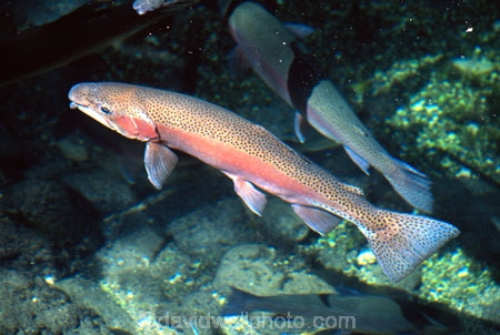 fish;fishing;fisherman;fresh-water;fly-fishing;game;sport;food;delicacy;fresh;protein;tame;tourism