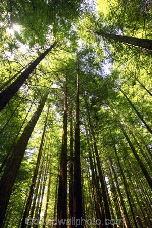 bay-of-plenty;beautiful;beauty;bush;conifer;conifers;forest;forests;New-Zealand;north-is.;north-island;peaceful;redwood;redwoods;rotorua;scene;scenic;serene;timber;tree;tree-trunk;tree-trunks;trees;trunk;trunks;wood;woods