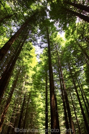 bay-of-plenty;beautiful;beauty;bush;conifer;conifers;footpath;footpaths;forest;forests;New-Zealand;north-is.;north-island;path;paths;peaceful;redwood;redwoods;rotorua;scene;scenic;serene;timber;track;tracks;tree;tree-trunk;tree-trunks;trees;trunk;trunks;walking-track;walking-tracks;wood;woods