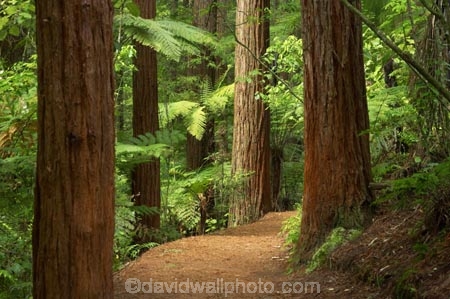 bay-of-plenty;beautiful;beauty;bush;conifer;conifers;footpath;footpaths;forest;forests;New-Zealand;north-is.;north-island;path;paths;peaceful;redwood;redwoods;rotorua;scene;scenic;serene;timber;track;tracks;tree;tree-trunk;tree-trunks;trees;trunk;trunks;walking-track;walking-tracks;wood;woods