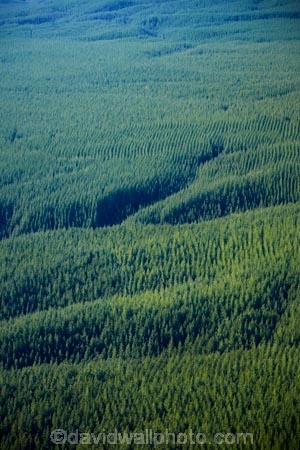 aerial;aerial-image;aerial-images;aerial-photo;aerial-photograph;aerial-photographs;aerial-photography;aerial-photos;aerial-view;aerial-views;aerials;Bay-of-Plenty-Region;conifer;conifer-forest;conifer-forests;conifers;exotic-forest;exotic-forestry;exotic-forests;forest;forestry;forests;N.I.;N.Z.;New-Zealand;NI;North-Is;North-Island;Nth-Is;NZ;pine-forest;pine-forests;pine-tree;pine-trees;plantation;plantations;Rotorua;timber;tree;trees;trunk;trunks;wood;woods
