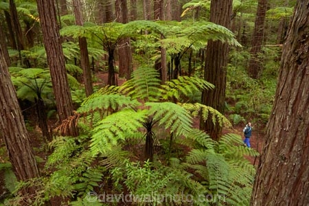 Bay-of-Plenty-Region;bush;eco_tourism;ecotourism;fern;fern-frond;fern-fronds;ferns;forest;frond;fronds;N.I.;N.Z.;native-bush;native-forest;New-Zealand;NI;North-Is;North-Island;Nth-Is;NZ;ponga;pongas;punga;pungas;redwood;Redwood-Forest;redwood-tree;redwood-trees;redwoods;Redwoods-Forest;Redwoods-Treewalk;Rotorua;The-Redwoods;tourism;tree-fern;tree-ferns;tree-trunk;tree-trunks;Treetop-walk;Treewalk;trunk;trunks;Whakarewarewa-Forest