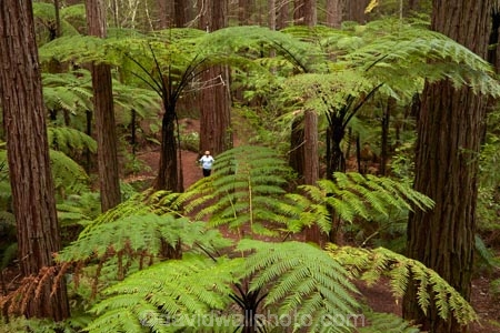 Bay-of-Plenty-Region;bush;eco_tourism;ecotourism;fern;fern-frond;fern-fronds;ferns;forest;frond;fronds;N.I.;N.Z.;native-bush;native-forest;New-Zealand;NI;North-Is;North-Island;Nth-Is;NZ;ponga;pongas;punga;pungas;redwood;Redwood-Forest;redwood-tree;redwood-trees;redwoods;Redwoods-Forest;Redwoods-Treewalk;Rotorua;The-Redwoods;tourism;tree-fern;tree-ferns;tree-trunk;tree-trunks;Treetop-walk;Treewalk;trunk;trunks;Whakarewarewa-Forest