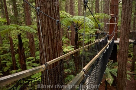 Bay-of-Plenty-Region;bridge;bridges;bush;canopy-walk;eco_tourism;ecotourism;elevated-walkway;fern;fern-frond;fern-fronds;ferns;foot-bridge;foot-bridges;footbridge;footbridges;forest;frond;fronds;N.I.;N.Z.;native-bush;native-forest;New-Zealand;NI;North-Is;North-Island;Nth-Is;NZ;pedestrian-bridge;pedestrian-bridges;ponga;pongas;punga;pungas;redwood;Redwood-Forest;redwood-tree;redwood-trees;redwoods;Redwoods-Forest;Redwoods-Treewalk;Rotorua;suspension-bridge;suspension-bridges;swing-bridge;swing-bridges;The-Redwoods;tourism;tree-fern;tree-ferns;tree-trunk;tree-trunks;Treetop-walk;Treewalk;trunk;trunks;Whakarewarewa-Forest;wire-bridge;wire-bridges