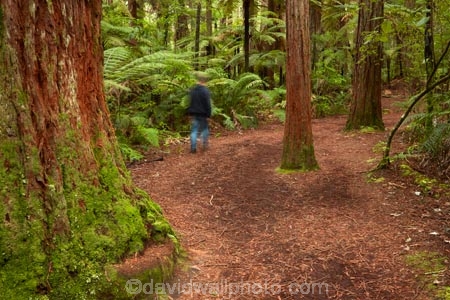 Bay-of-Plenty-Region;hiking-trail;hiking-trails;model-release;model-released;MR;N.I.;N.Z.;New-Zealand;NI;North-Is;North-Island;Nth-Is;NZ;path;paths;pathway;pathways;people;person;redwood;Redwood-Forest;redwood-tree;redwood-trees;redwoods;Redwoods-Forest;Rotorua;route;routes;The-Redwoods;track;tracks;trail;trails;tree-trunk;tree-trunks;trunk;trunks;walking-path;walking-paths;walking-trail;walking-trails;walkway;walkways;Whakarewarewa-Forest