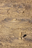 activity;bay-of-plenty;boiling-mud;bubble;bubbles;bubbling-mud;danger;dangerous;explode;exploding;exploding-mud;force;geothermal;hot;muddy;natural;nature;new-zealand;north-is.;north-island;rotorua;splatter;steam;thermal;thermal-activity;thermal-area;vent;volcanic