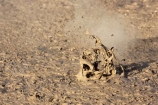 activity;bay-of-plenty;boiling-mud;bubble;bubbles;bubbling-mud;danger;dangerous;explode;exploding;exploding-mud;force;geothermal;hot;muddy;natural;nature;new-zealand;north-is.;north-island;rotorua;splatter;steam;thermal;thermal-activity;thermal-area;vent;volcanic