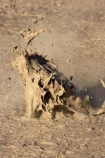 activity;bay-of-plenty;boiling-mud;bubble;bubbles;bubbling-mud;danger;dangerous;explode;exploding;exploding-mud;force;geothermal;hot;muddy;natural;nature;new-zealand;north-is.;north-island;rotorua;splatter;steam;thermal;thermal-activity;thermal-area;vent;volcanic