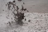 activity;bay-of-plenty;boiling-mud;bubble;bubbles;bubbling;bubbling-mud;danger;dangerous;explode;exploding;exploding-mud;force;geothermal;hot;muddy;N.I.;N.Z.;natural;nature;New-Zealand;NI;North-Is;north-is.;north-island;NZ;rotorua;splatter;steam;thermal;thermal-activity;thermal-area;vent;volcanic
