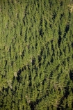 aerial;aerial-image;aerial-images;aerial-photo;aerial-photograph;aerial-photographs;aerial-photography;aerial-photos;aerial-view;aerial-views;aerials;Bay-of-Plenty-Region;conifer;conifer-forest;conifer-forests;conifers;exotic-forest;exotic-forestry;exotic-forests;forest;forestry;forests;N.I.;N.Z.;New-Zealand;NI;North-Is;North-Island;Nth-Is;NZ;pine-forest;pine-forests;pine-tree;pine-trees;plantation;plantations;Rotorua;timber;tree;trees;trunk;trunks;wood;woods
