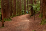 Bay-of-Plenty-Region;hiking-trail;hiking-trails;jogger;joggers;N.I.;N.Z.;New-Zealand;NI;North-Is;North-Island;Nth-Is;NZ;path;paths;pathway;pathways;people;person;redwood;Redwood-Forest;redwood-tree;redwood-trees;redwoods;Redwoods-Forest;Rotorua;route;routes;runner;runners;The-Redwoods;track;tracks;trail;trails;tree-trunk;tree-trunks;trunk;trunks;walking-path;walking-paths;walking-trail;walking-trails;walkway;walkways;Whakarewarewa-Forest