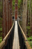 Bay-of-Plenty-Region;bridge;bridges;canopy-walk;eco_tourism;ecotourism;elevated-walkway;foot-bridge;foot-bridges;footbridge;footbridges;N.I.;N.Z.;New-Zealand;NI;North-Is;North-Island;Nth-Is;NZ;pedestrian-bridge;pedestrian-bridges;redwood;Redwood-Forest;redwood-tree;redwood-trees;redwoods;Redwoods-Forest;Redwoods-Treewalk;Rotorua;suspension-bridge;suspension-bridges;swing-bridge;swing-bridges;The-Redwoods;tourism;tree-trunk;tree-trunks;Treetop-walk;Treewalk;trunk;trunks;Whakarewarewa-Forest;wire-bridge;wire-bridges