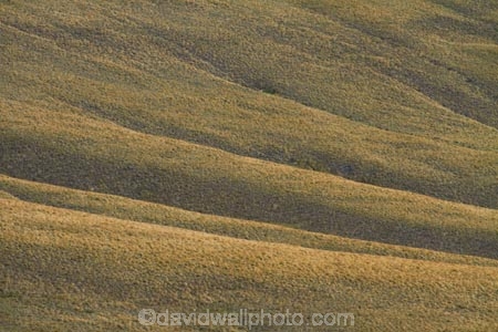 7296a;area;back-country;backcountry;Central-Otago;conservation;golden;high-altitude;high-country;Highcountry;highlands;hill;hills;island;kopuwai;Kopuwai-Conservation-Area;man;N.Z.;new;new-zealand;NZ;old;Old-Man-Range;range;remote;remoteness;rolling;rolling-hills;rolling-tussock-hills;S.I.;SI;south;South-Is;South-Island;Southland;Sth-Is;tussock;tussocks;upland;uplands;zealand
