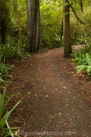 bush;forest;forests;green;hiking-path;hiking-paths;hiking-trail;hiking-trails;Invercargill;Invercargill-Park;Invercargill-Parks;lush;N.Z.;native;native-bush;native-forest;native-forests;native-tree;native-trees;native-woods;natural;nature;New-Zealand;NZ;park;parks;path;paths;pathway;pathways;remnant-forest;route;routes;S.I.;SI;South-Is;South-Island;Southland;Sth-Is;Thompsons-Bush;Thompsons-Bush;track;tracks;trail;trails;tree;tree-trunk;tree-trunks;trees;walking-path;walking-paths;walking-track;walking-trail;walking-trails;walkway;walkways;wood;woods