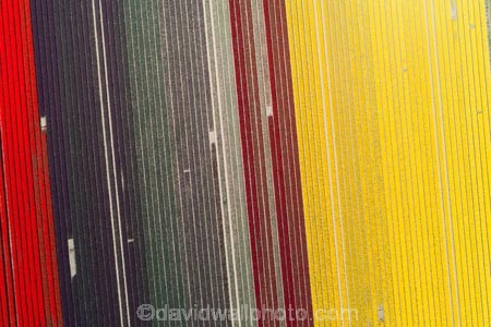 aerial;Aerial-drone;Aerial-drones;aerial-image;aerial-images;aerial-photo;aerial-photograph;aerial-photographs;aerial-photography;aerial-photos;aerial-view;aerial-views;aerials;agricultural;agriculture;bloom;blooming;blooms;color;colorful;colour;colourful;country;countryside;crop;crops;Drone;Drones;Edendale;farm;farming;farmland;farms;field;fields;floral;flower;flower-bed;flower-beds;flower-garden;flower-gardens;flowers;garden;gardens;geometric;growing;horticulture;line;lines;meadow;meadows;N.Z.;New-Zealand;NZ;paddock;paddocks;pasture;pastures;pattern;patterns;purple;purple-flowers;Quadcopter-aerial;Quadcopters-aerials;red;red-flowers;row;rows;rural;S.I.;season;seasonal;seasons;SI;South-Is;South-Island;Southland;spring;spring-time;spring_time;springtime;Triflor;tulip;tulips;U.A.V.-aerial;UAV-aerials;vibrant;violet;yellow;yellow-flowers