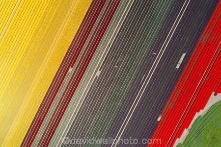aerial;Aerial-drone;Aerial-drones;aerial-image;aerial-images;aerial-photo;aerial-photograph;aerial-photographs;aerial-photography;aerial-photos;aerial-view;aerial-views;aerials;agricultural;agriculture;bloom;blooming;blooms;color;colorful;colour;colourful;country;countryside;crop;crops;Drone;Drones;Edendale;farm;farming;farmland;farms;field;fields;floral;flower;flower-bed;flower-beds;flower-garden;flower-gardens;flowers;garden;gardens;geometric;green;green-fields;growing;horticulture;line;lines;meadow;meadows;N.Z.;New-Zealand;NZ;paddock;paddocks;pasture;pastures;pattern;patterns;purple;purple-flowers;Quadcopter-aerial;Quadcopters-aerials;red;red-flowers;row;rows;rural;S.I.;season;seasonal;seasons;SI;South-Is;South-Island;Southland;spring;spring-time;spring_time;springtime;Triflor;tulip;tulips;U.A.V.-aerial;UAV-aerials;vibrant;violet;yellow;yellow-flowers
