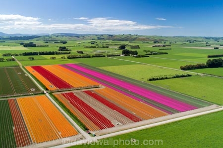 aerial;Aerial-drone;Aerial-drones;aerial-image;aerial-images;aerial-photo;aerial-photograph;aerial-photographs;aerial-photography;aerial-photos;aerial-view;aerial-views;aerials;agricultural;agriculture;bloom;blooming;blooms;color;colorful;colour;colourful;country;countryside;crop;crops;Drone;Drones;Edendale;farm;farming;farmland;farms;field;fields;floral;flower;flower-bed;flower-beds;flower-garden;flower-gardens;flowers;garden;gardens;green;green-fields;growing;horticulture;meadow;meadows;N.Z.;New-Zealand;NZ;orange;orange-flowers;paddock;paddocks;pasture;pastures;pink;pink-flowers;Quadcopter-aerial;Quadcopters-aerials;red;red-flowers;rural;S.I.;season;seasonal;seasons;SI;South-Is;South-Island;Southland;spring;spring-time;spring_time;springtime;Triflor;tulip;tulips;U.A.V.-aerial;UAV-aerials;vibrant