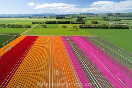 aerial;Aerial-drone;Aerial-drones;aerial-image;aerial-images;aerial-photo;aerial-photograph;aerial-photographs;aerial-photography;aerial-photos;aerial-view;aerial-views;aerials;agricultural;agriculture;bloom;blooming;blooms;color;colorful;colour;colourful;country;countryside;crop;crops;Drone;Drones;Edendale;farm;farming;farmland;farms;field;fields;floral;flower;flower-bed;flower-beds;flower-garden;flower-gardens;flowers;garden;gardens;geometric;green;green-fields;growing;horticulture;line;lines;meadow;meadows;N.Z.;New-Zealand;NZ;orange;orange-flowers;paddock;paddocks;pasture;pastures;pattern;patterns;pink;pink-flowers;Quadcopter-aerial;Quadcopters-aerials;red;red-flowers;row;rows;rural;S.I.;season;seasonal;seasons;SI;South-Is;South-Island;Southland;spring;spring-time;spring_time;springtime;Triflor;tulip;tulips;U.A.V.-aerial;UAV-aerials;vibrant